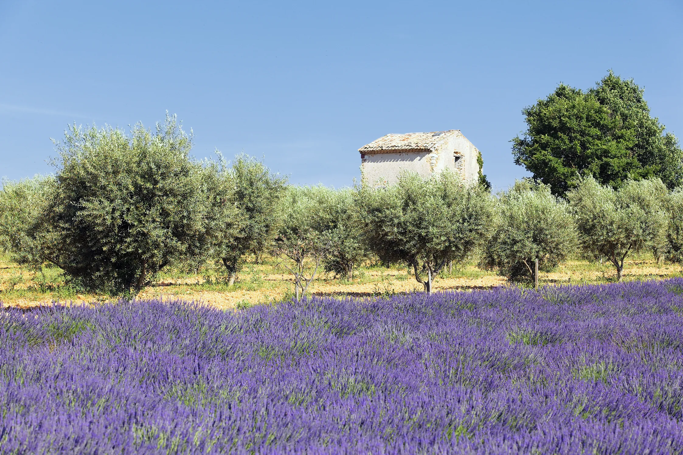 Vivez à votre rythme aux lodges en Provence